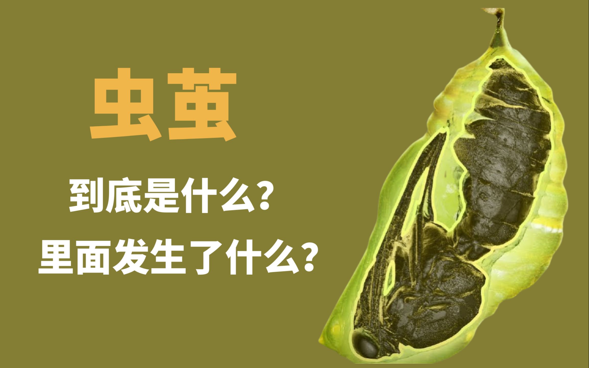 [图]化茧成蝶的说法正确吗？虫茧里面都有什么？为什么会发生这些变化？