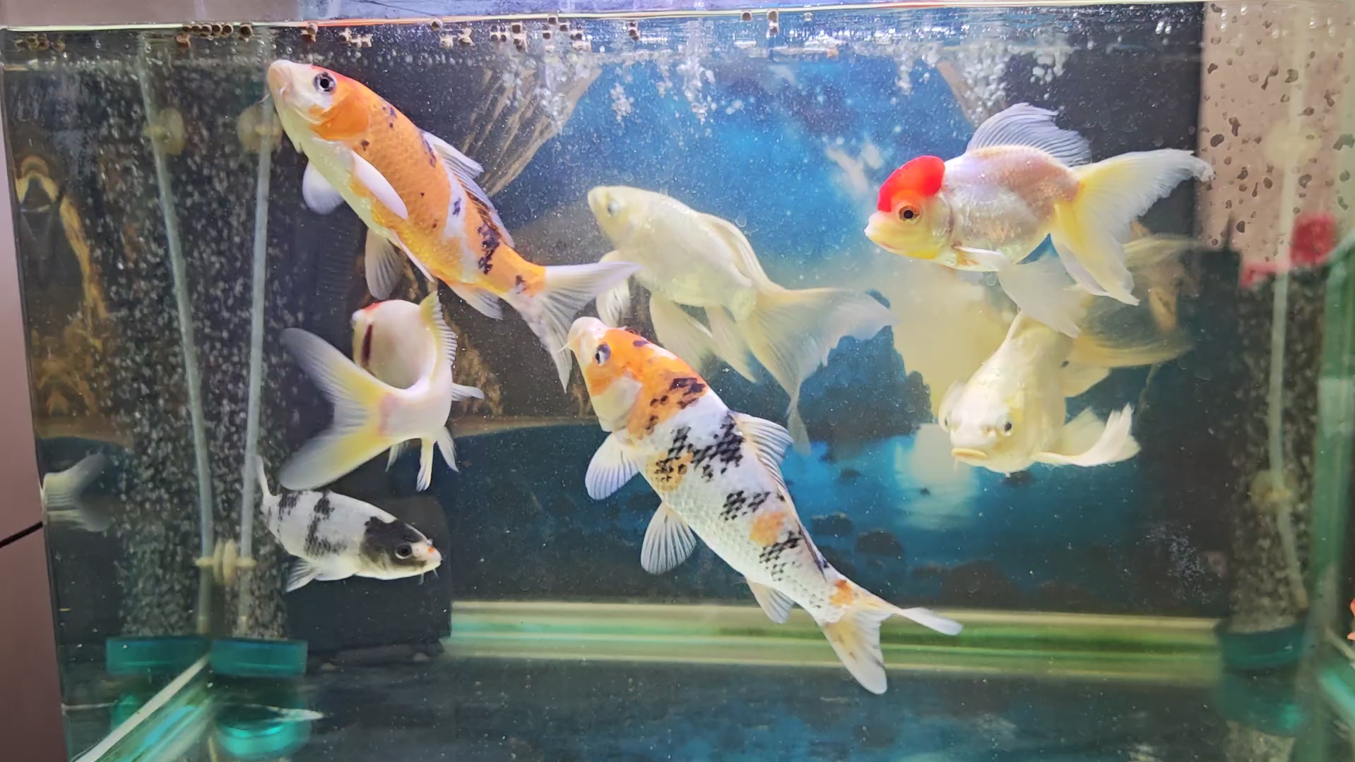 家庭养金鱼锦鲤,数量不多,还是推荐大家买好饲料