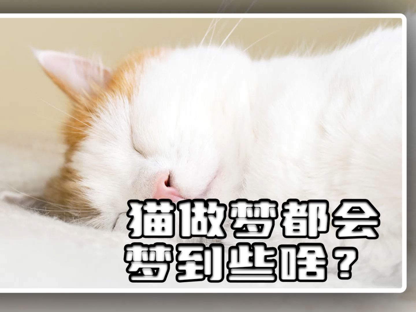 猫咪做梦,一般会梦见什么呢?