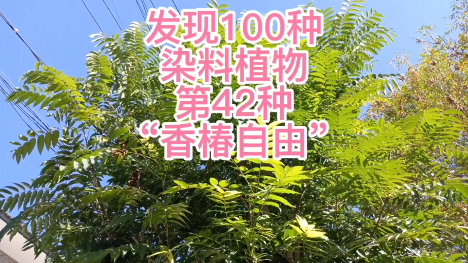 香椿自由——发现100种染料植物,第42种哔哩哔哩bilibili