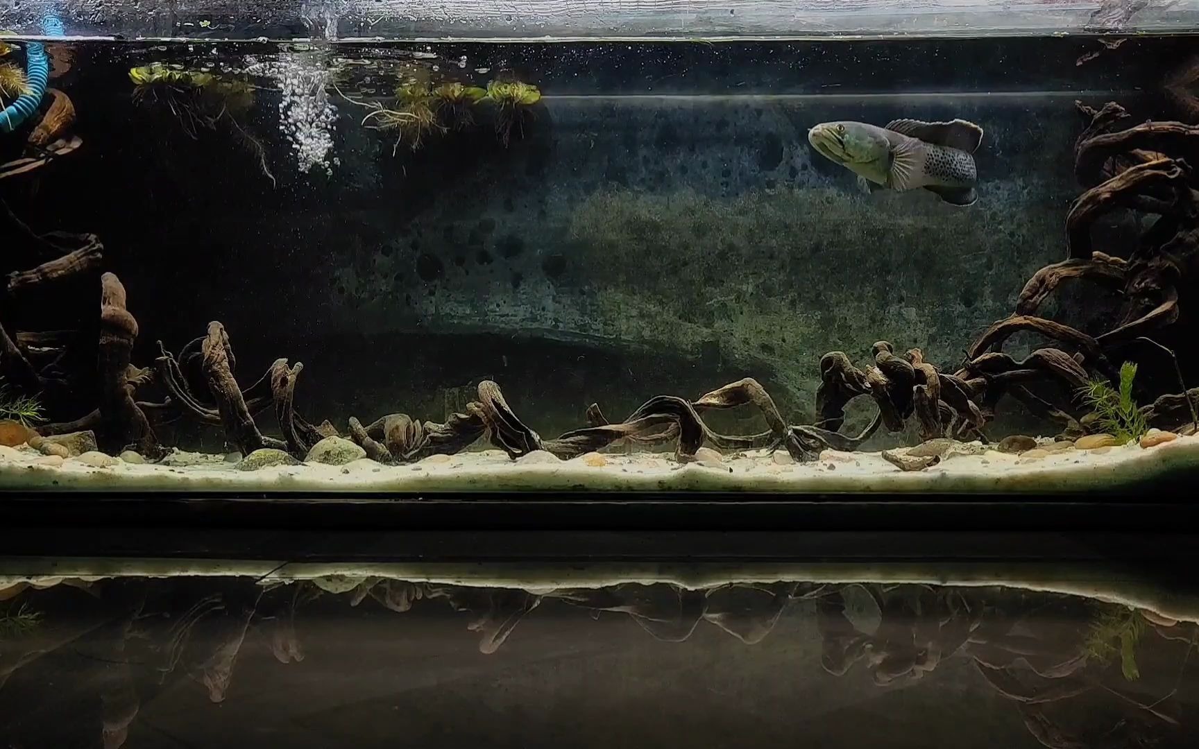 可遇不可求的沉木配上帅气的雷龙这缸造景你给几分