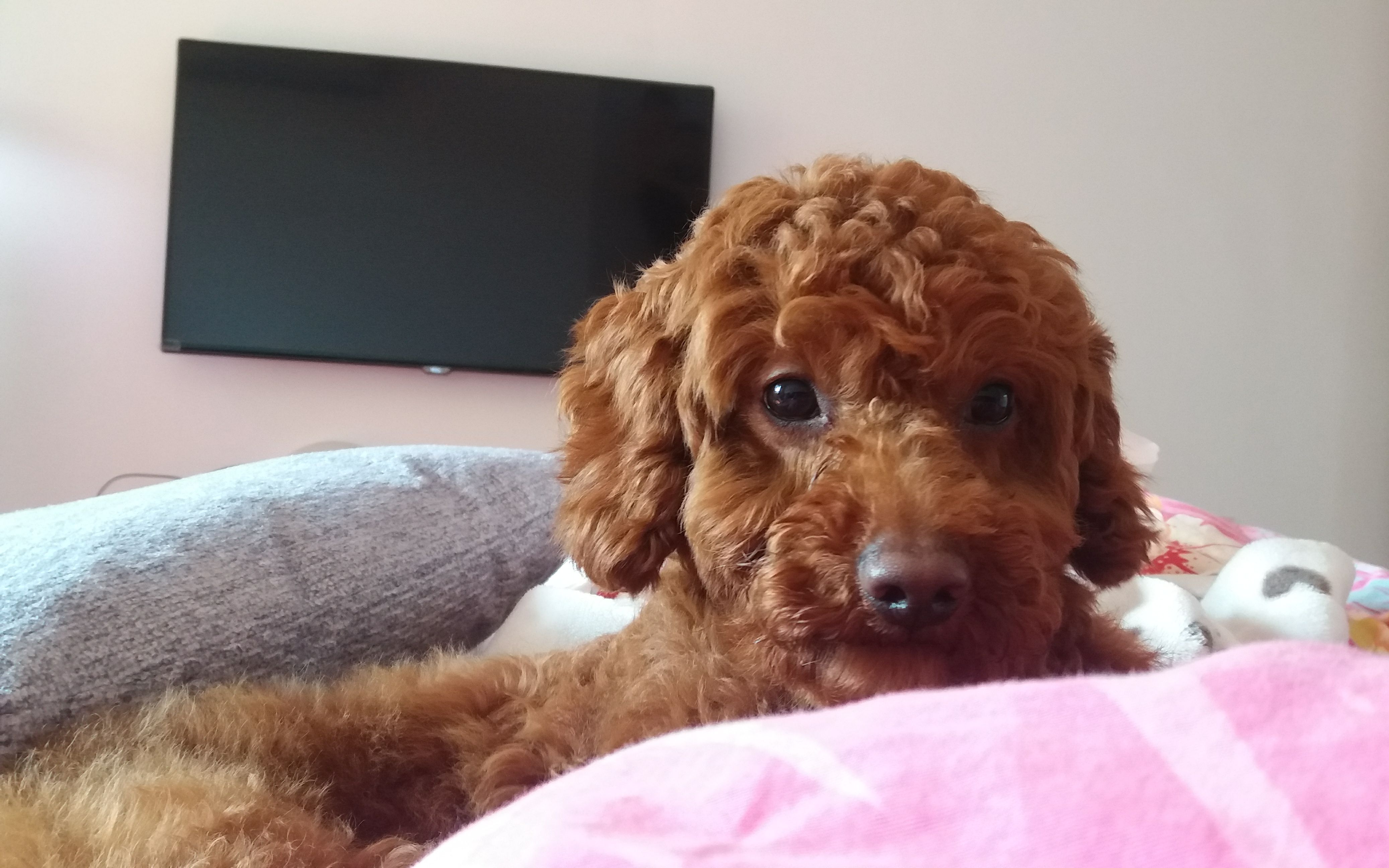 狗第一次穿鞋子是什么样子的快笑死了