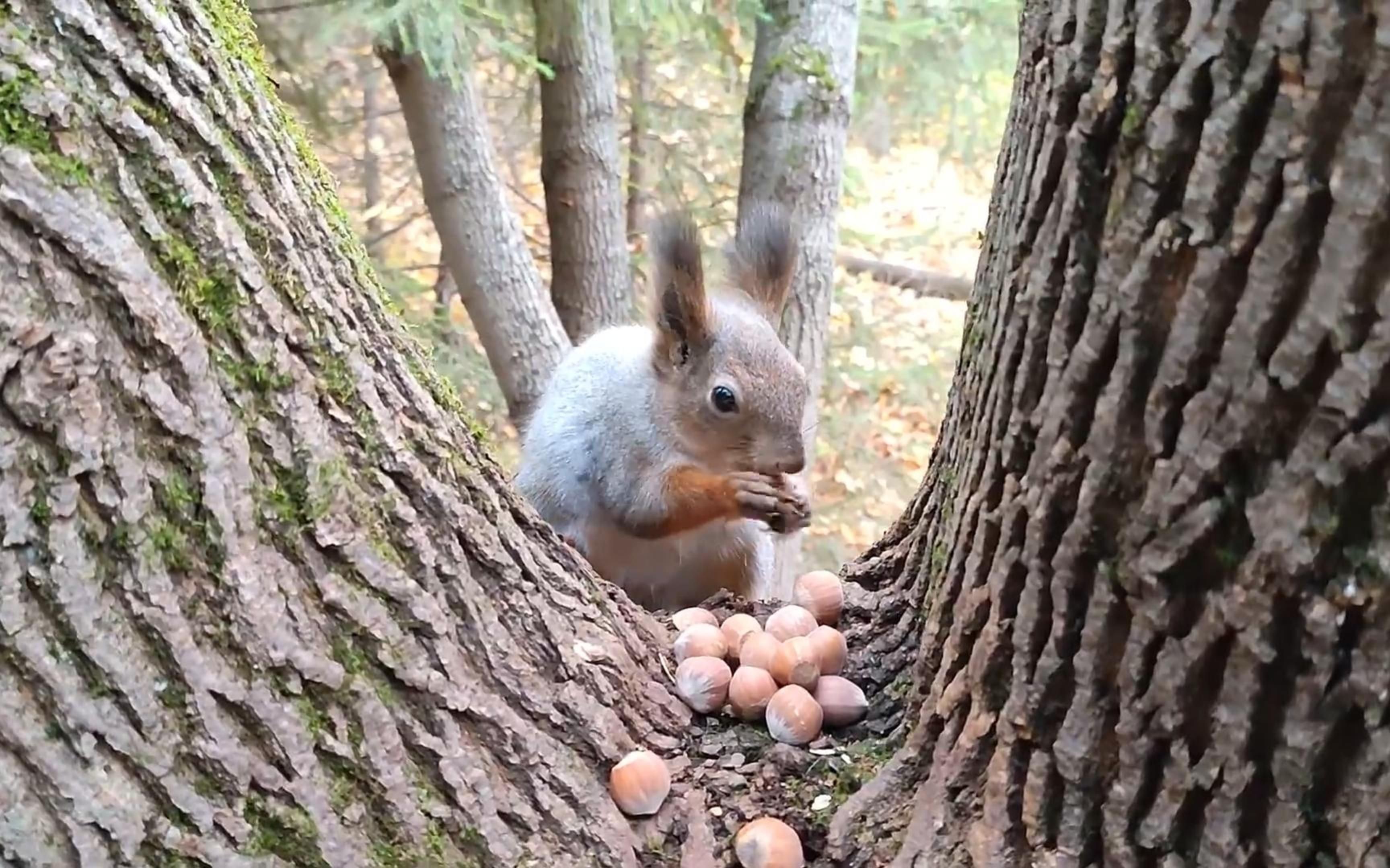 小松鼠为什么要咬开坚果的壳才把坚果藏起来呢