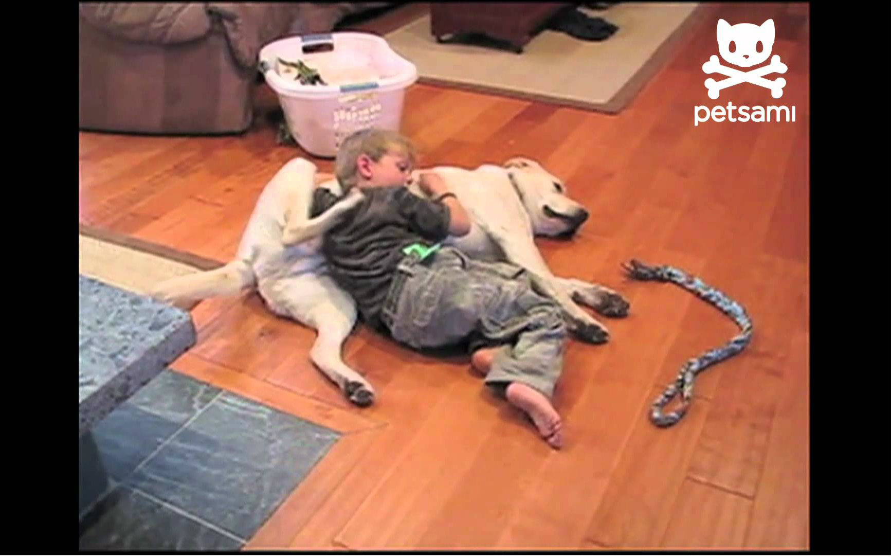 狗和小孩互相挠背