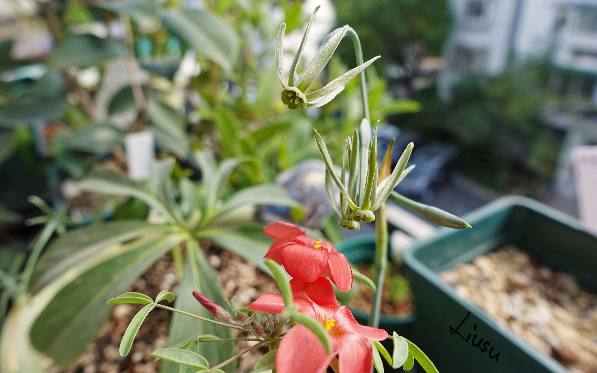 自制narcissusviridiflora原生绿水仙xoxalisspnamaqualandred酢浆草