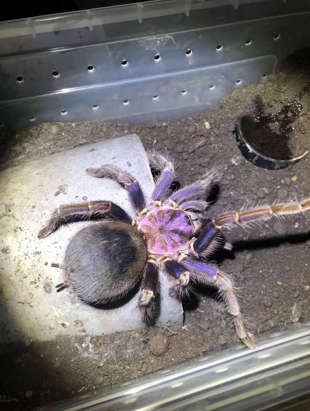 人工繁育蓝紫海地3龄捕食状态太好了,一口咬穿up手指!