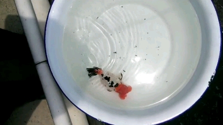 传统金鱼鉴赏之蛋球