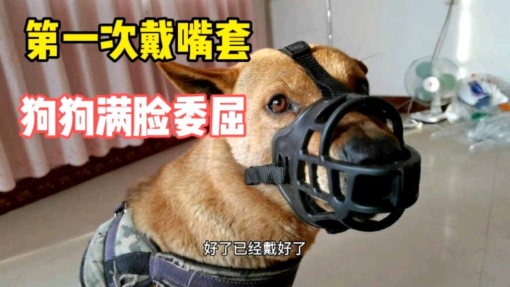 为了狗狗的安全给浪浪买了嘴套第一次戴满脸委屈