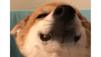 柴犬6