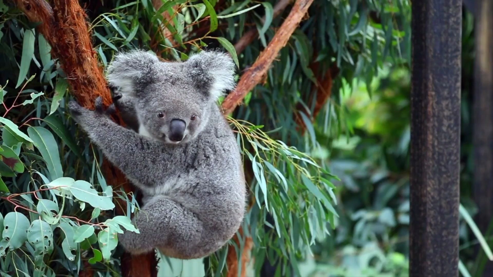 【考拉】可可爱爱