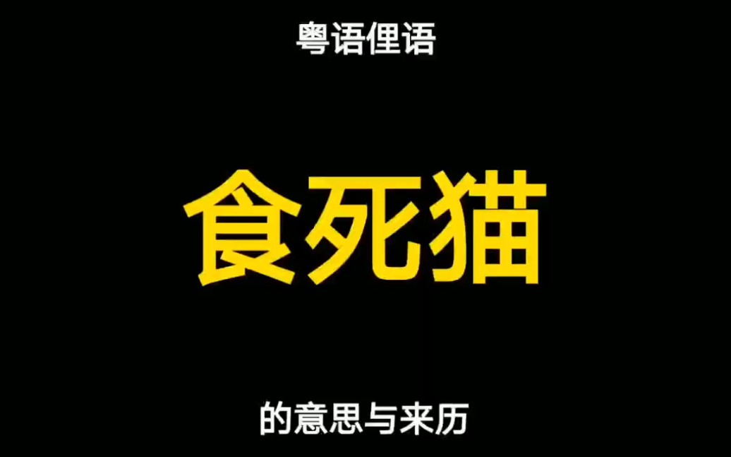 粤语“食死猫”的来历,原来有段古哔哩哔哩bilibili