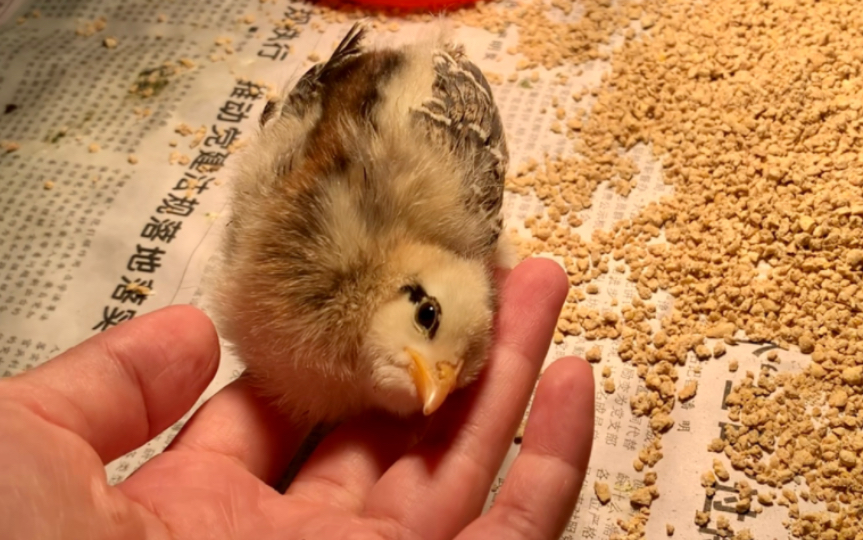 歪脖子小鸡把我当鸡妈妈啦,挨着我的手睡得很安心