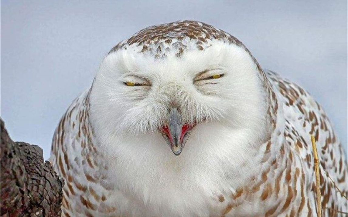 老人去世之前,为啥猫头鹰都会在附近冷笑看完有点心慌