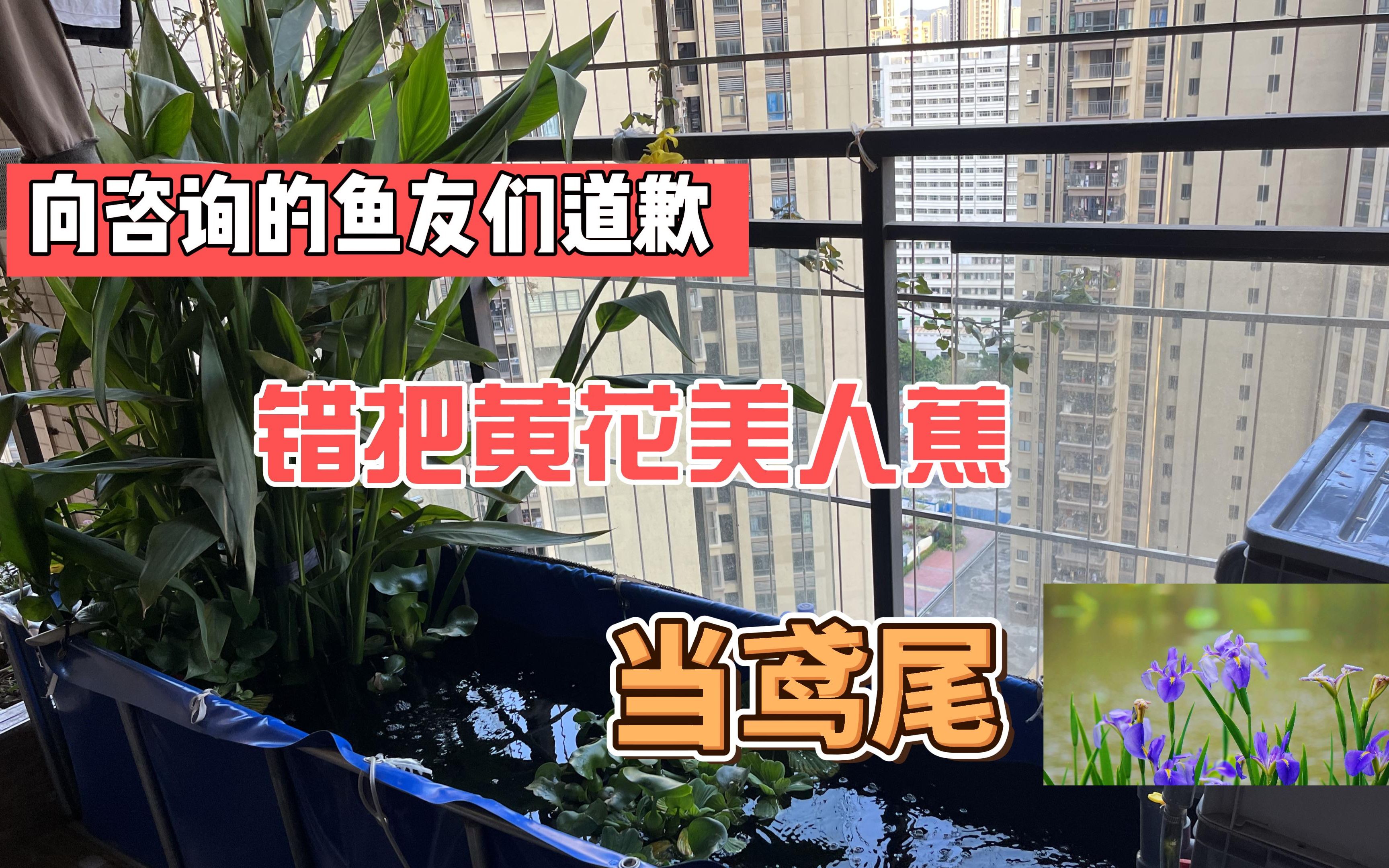 [图]向咨询阳台鱼池水生植物，众位鱼友们诚意道歉，错把鱼池里的水培植物，黄花美人蕉当鸢尾花，误导大家了