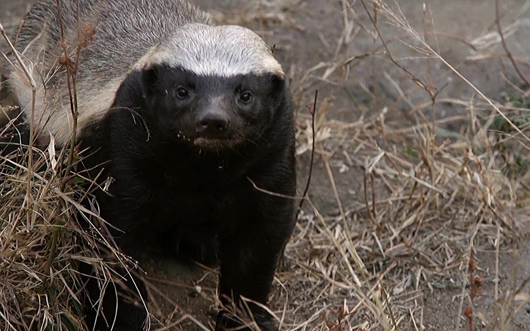 平头哥到底有多猛?面对鬣狗丝毫不慌张,狮子见到都要给它面子