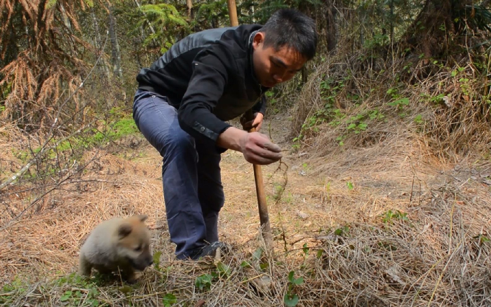 念念不忘的折耳根,带上捣蛋鬼挖点野菜,狗子太粘人,心都萌化了_哔哩