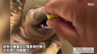 Video herunterladen: 趁狗子睡着在它嘴里滴柠檬汁 生生把它给酸醒了