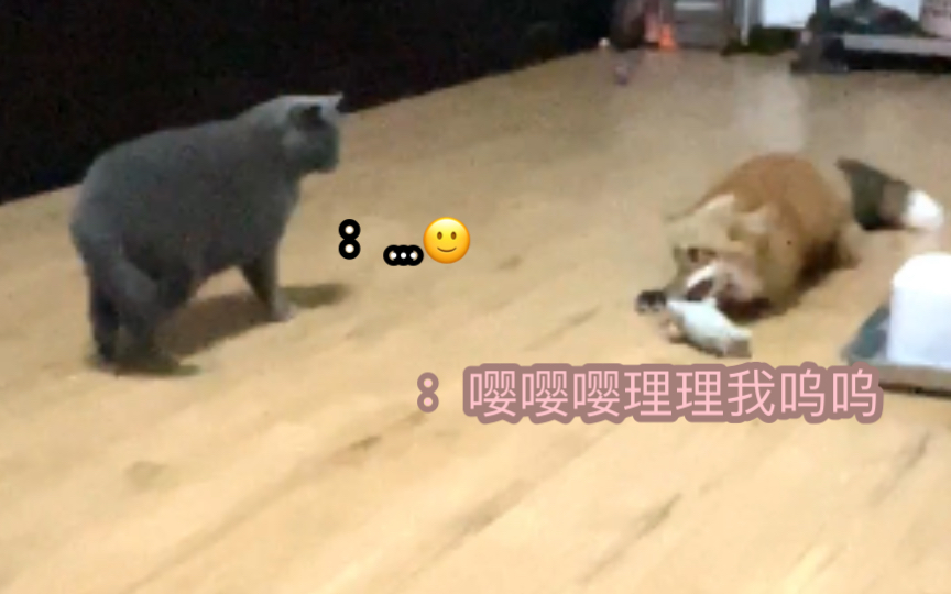 [图]想问问我家猫被狐狐喜欢的秘诀是什么（酸