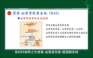 Скачать видео: #肾素-血管紧张素系统#体液调节#人体生理学#医学科普#每天学习一点点