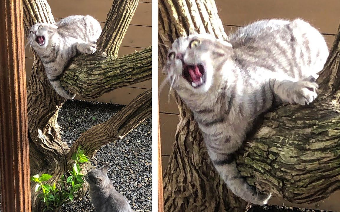 宠物狗宠物猫搞笑可爱日常瞬间动物训练230629