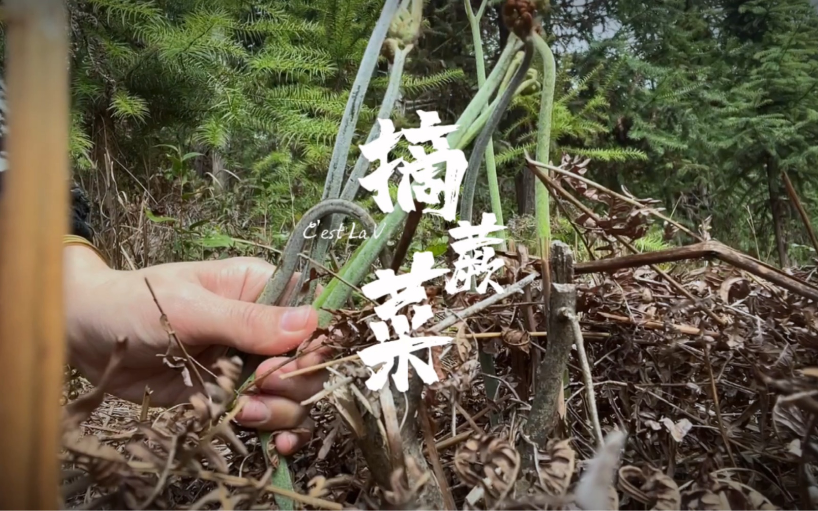 今天实现蕨菜自由 还有少些的茶耳朵 也是小时候的零食哦哔哩哔哩bilibili