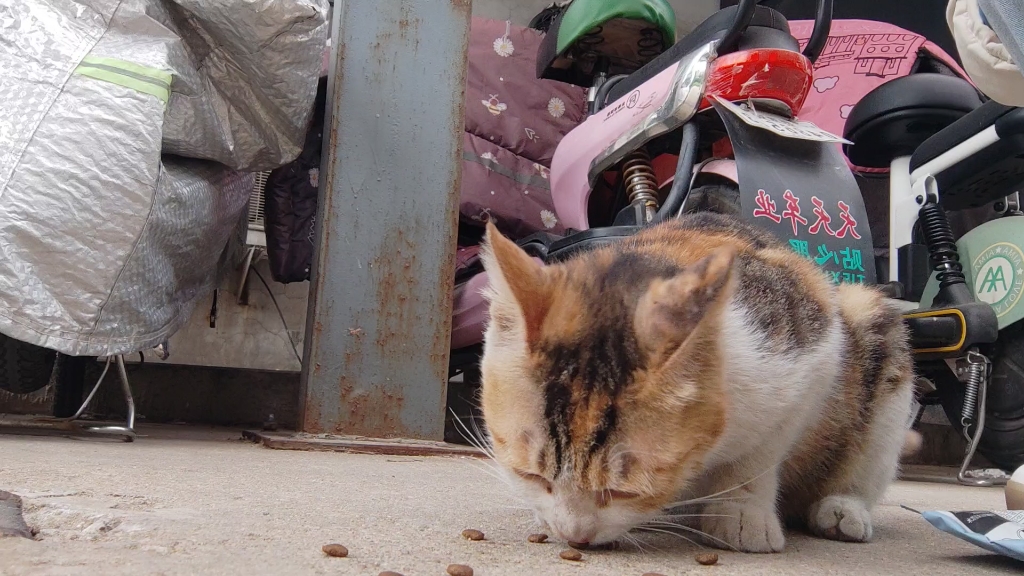 又遇见小三花猫了,给它喂点俺舍友的猫粮吃吃哔哩哔哩bilibili