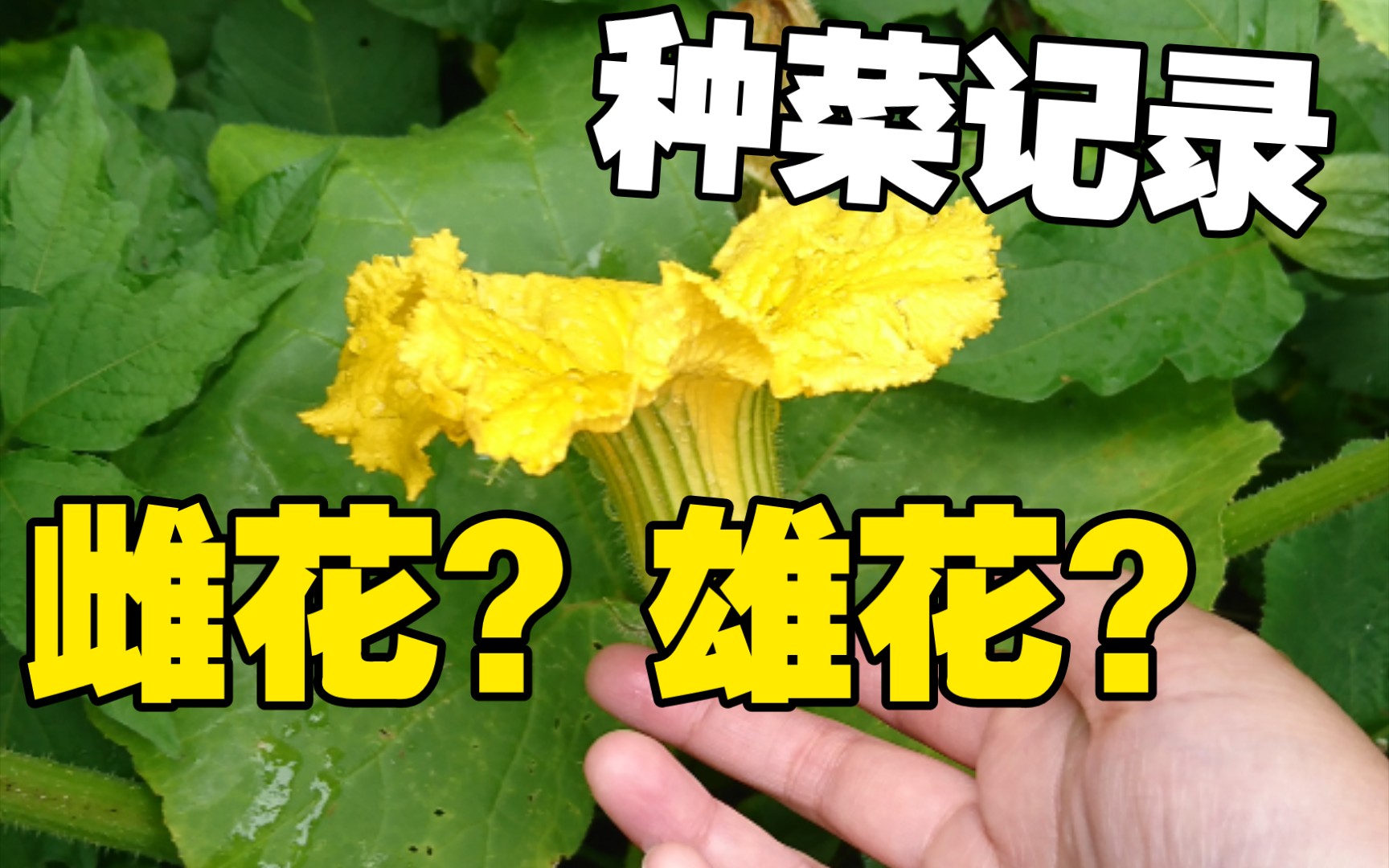 [种菜记录]29  怎么区分南瓜的雄花和雌花?哔哩哔哩bilibili