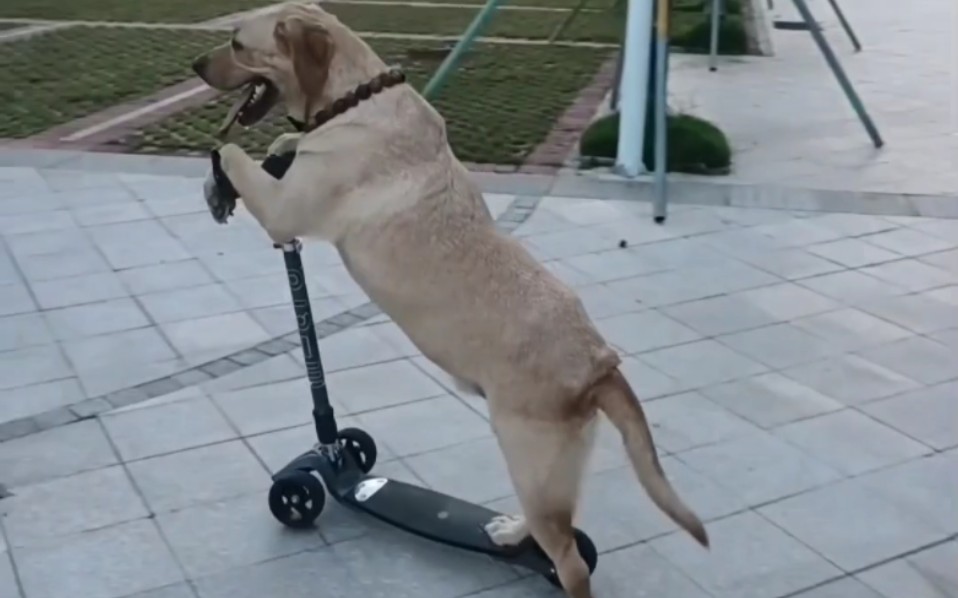 骑车小能手,狗狗玩滑板车