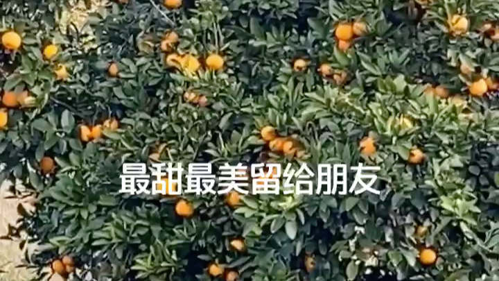 石门柑橘哔哩哔哩bilibili