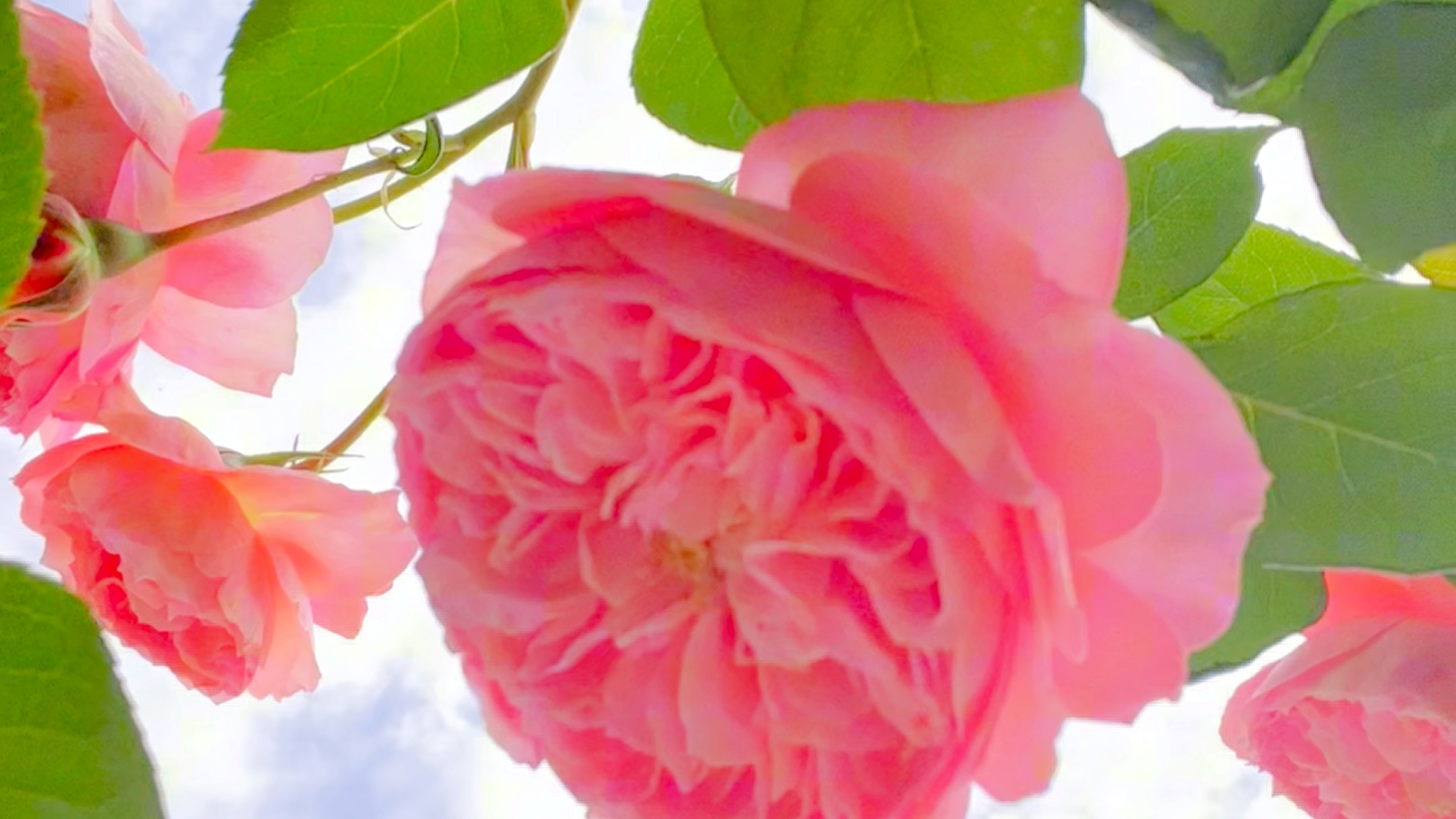 月季:诺娃,鲑鱼色的月季真的非常好看