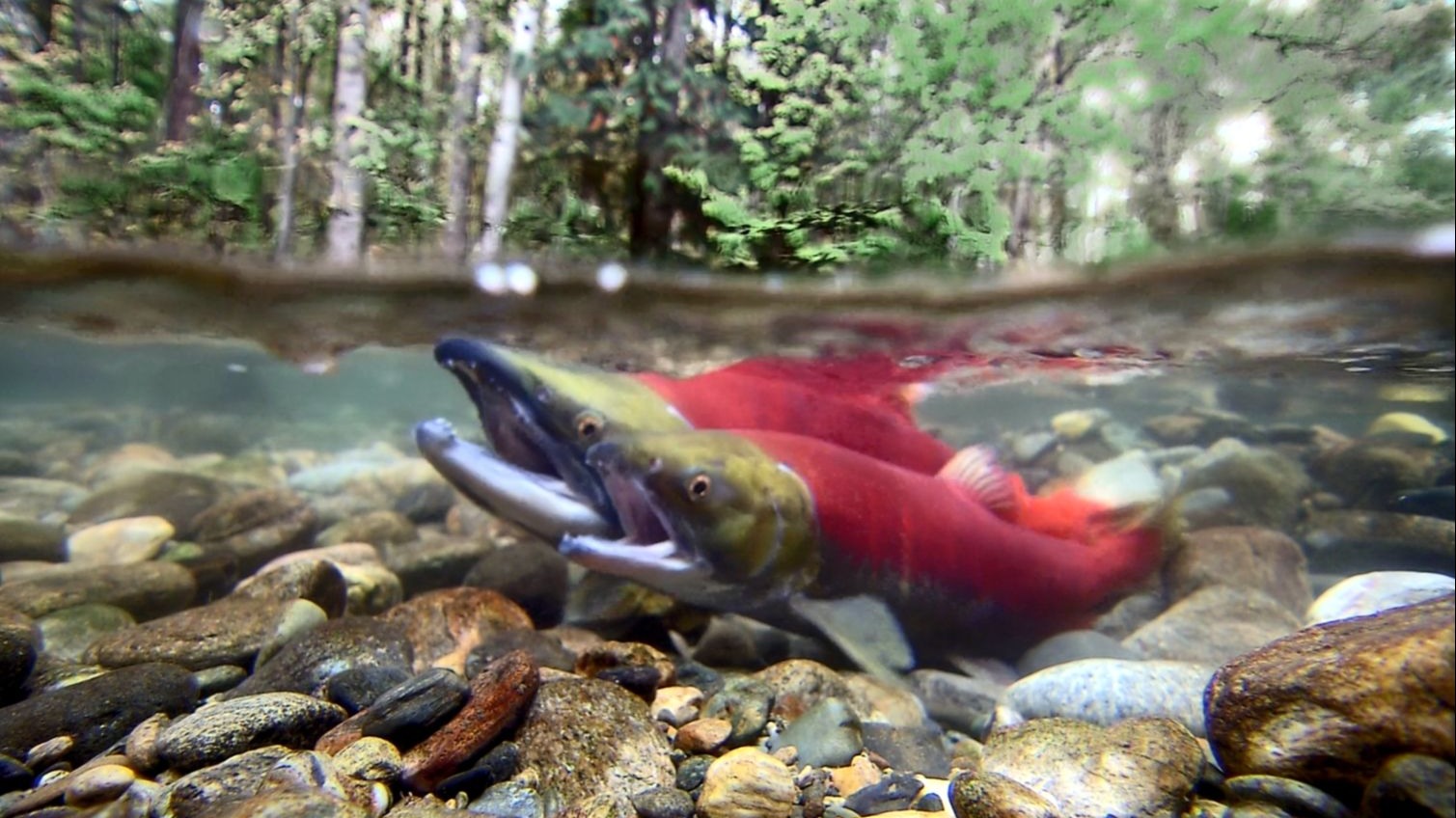 鲑鱼洄游是一段悲壮的旅程,此壮举对生态和繁殖具有非凡的意义