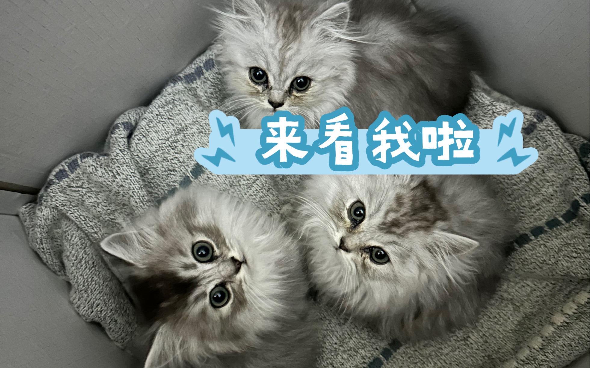谁家的小可爱呀!