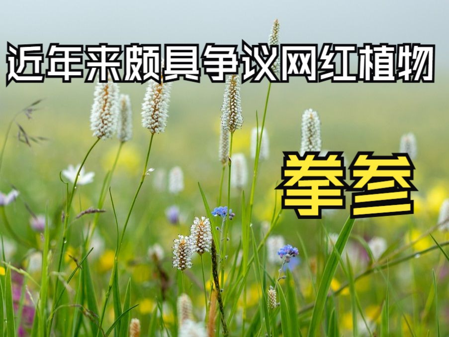 拳参,根茎像握着的拳头而得名.哔哩哔哩bilibili