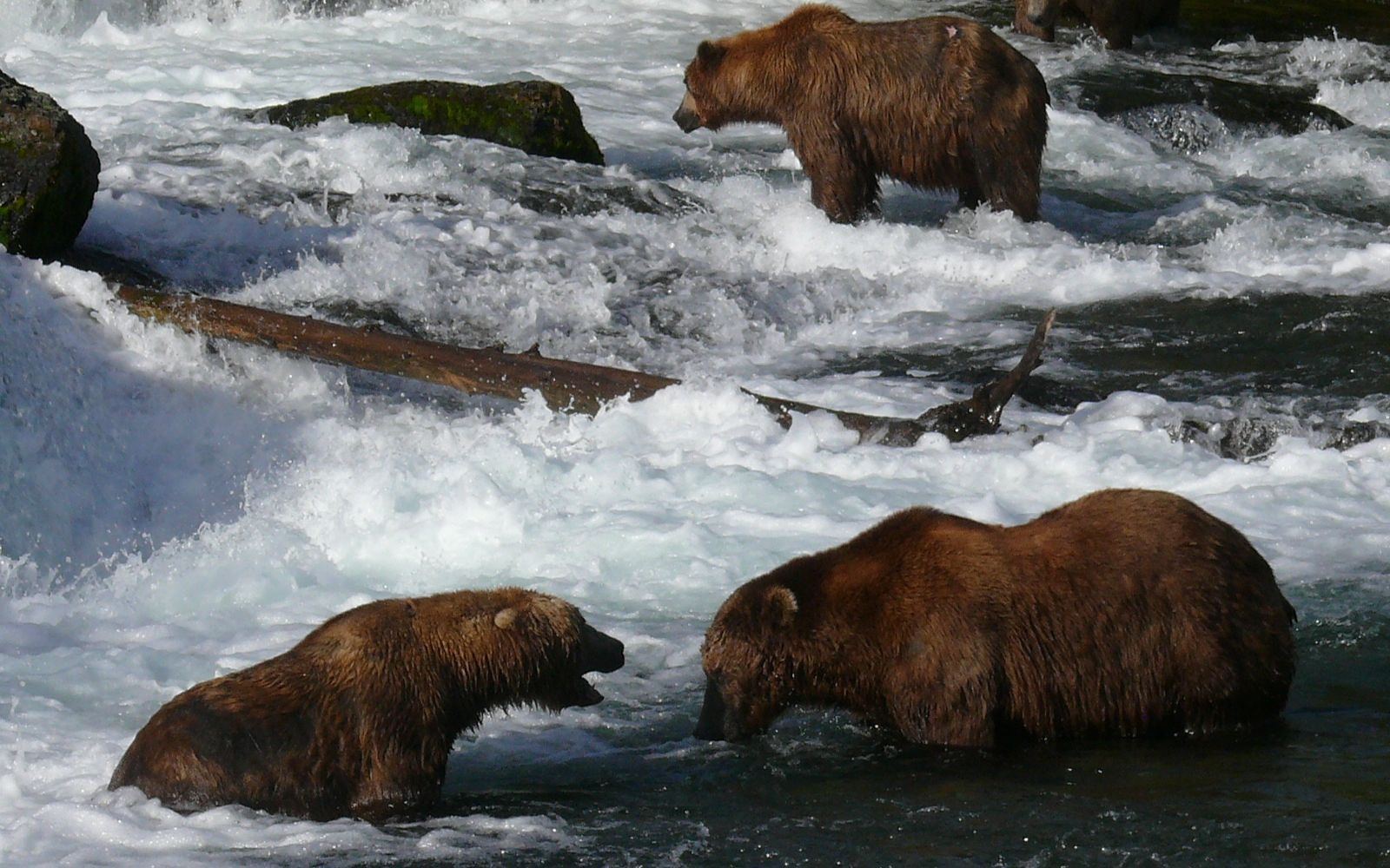 胖熊王747与熊王814对峙【半岛巨熊】