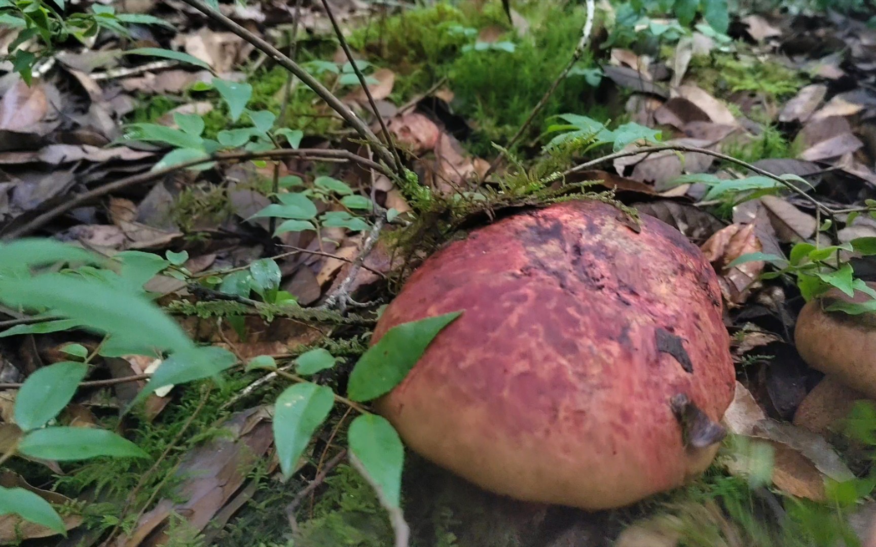 [图]回老家捡菌子，云南大山的馈赠