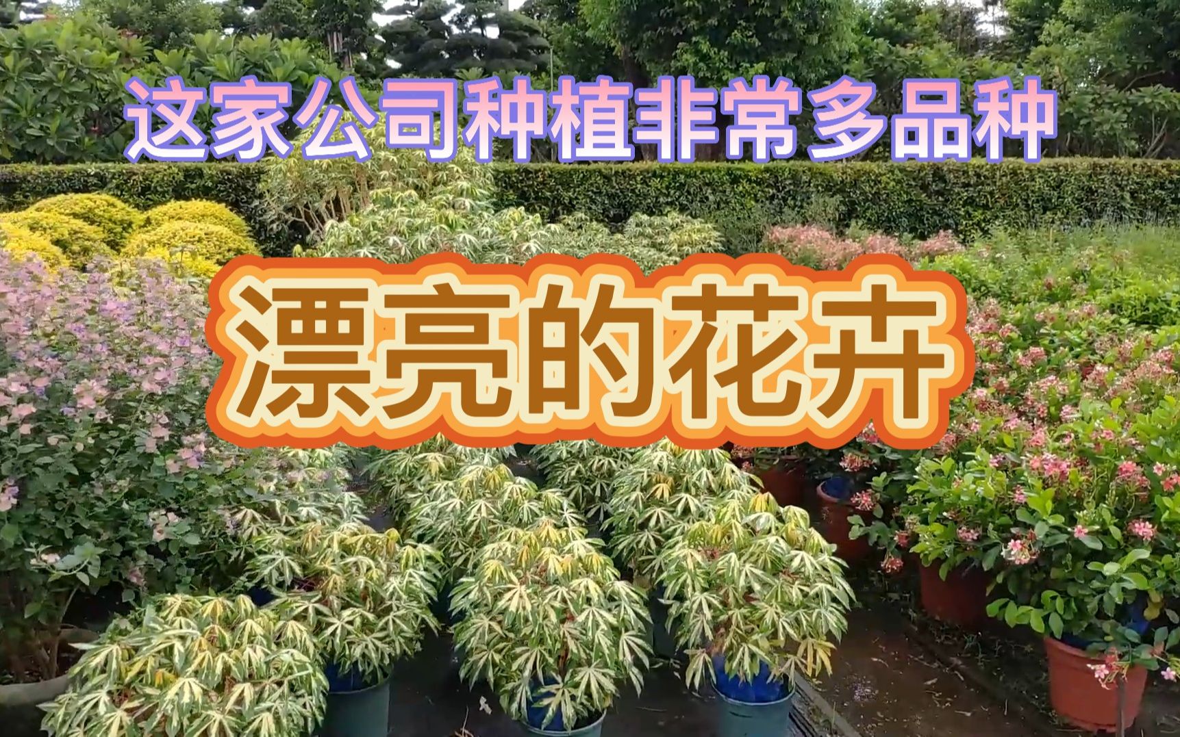 百花争艳的花卉基地,各种各样品种的花卉,应有尽有,非常漂亮!哔哩哔哩bilibili