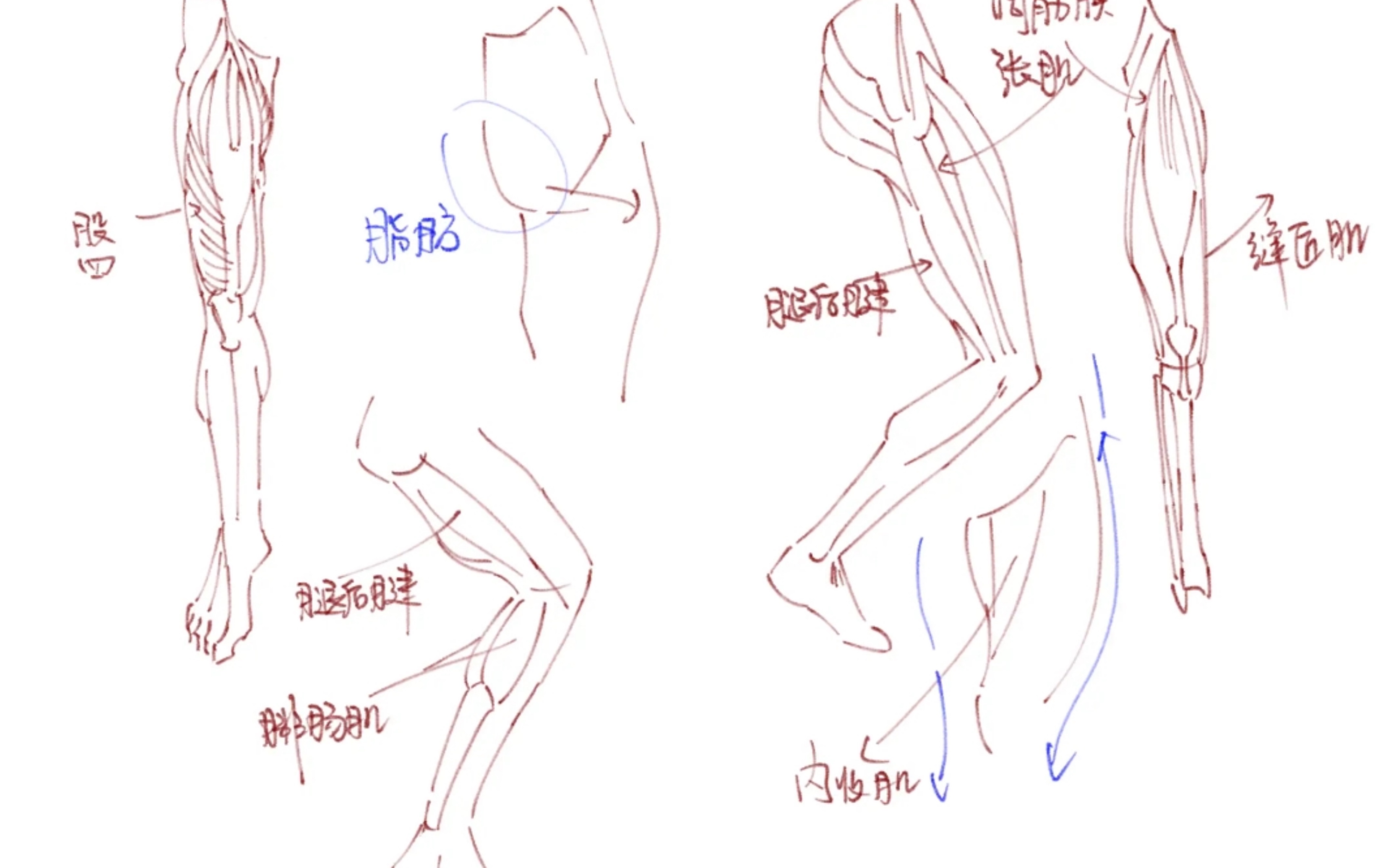 理解人体形态 临摹学习 day2