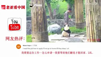 Download Video: 熊猫抱腿杀，老外看中国 动物园粘人的大熊猫，YouTuBe网友：我也想要这样的工作！