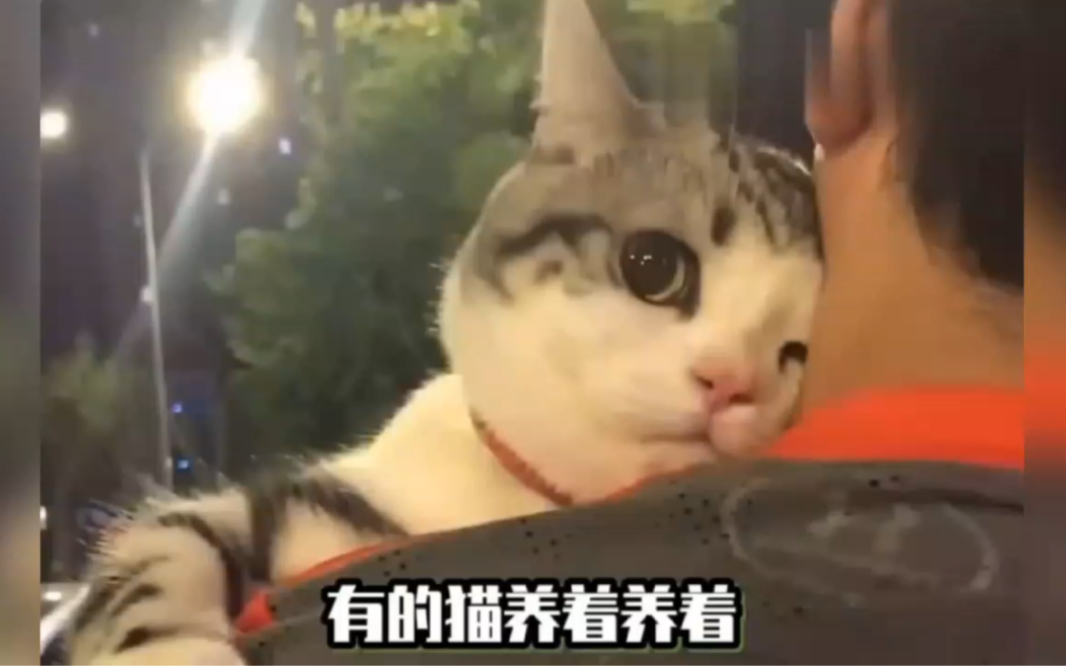 [图]小猫咪：哥哥，姐姐怎么凶我啊，我做错什么了吗？