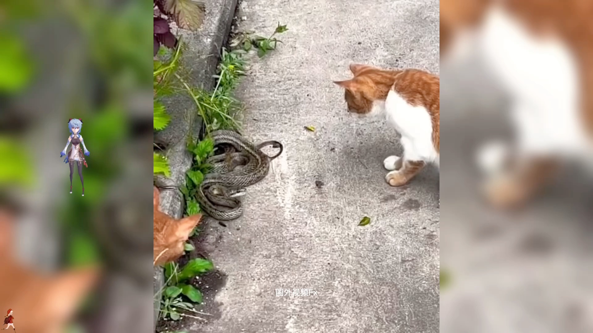 喜欢萌宠的小伙伴不要错过,猫蛇大战一触即发.