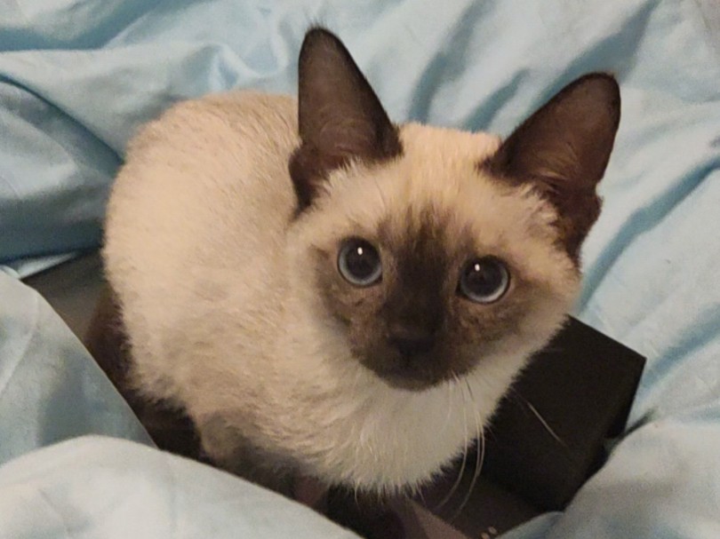 逻辑猫保质期到了