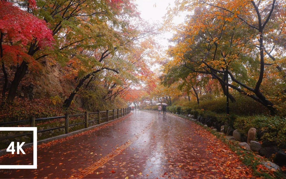 90分钟雨伞雨声 | 在秋天的南山上散步 | 减压系列 | 学习背景音 工作背景音 | STUDY WITH ME | 助眠、放松、学习哔哩哔哩bilibili