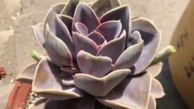 多肉花芽处理方法 哔哩哔哩 つロ干杯 Bilibili