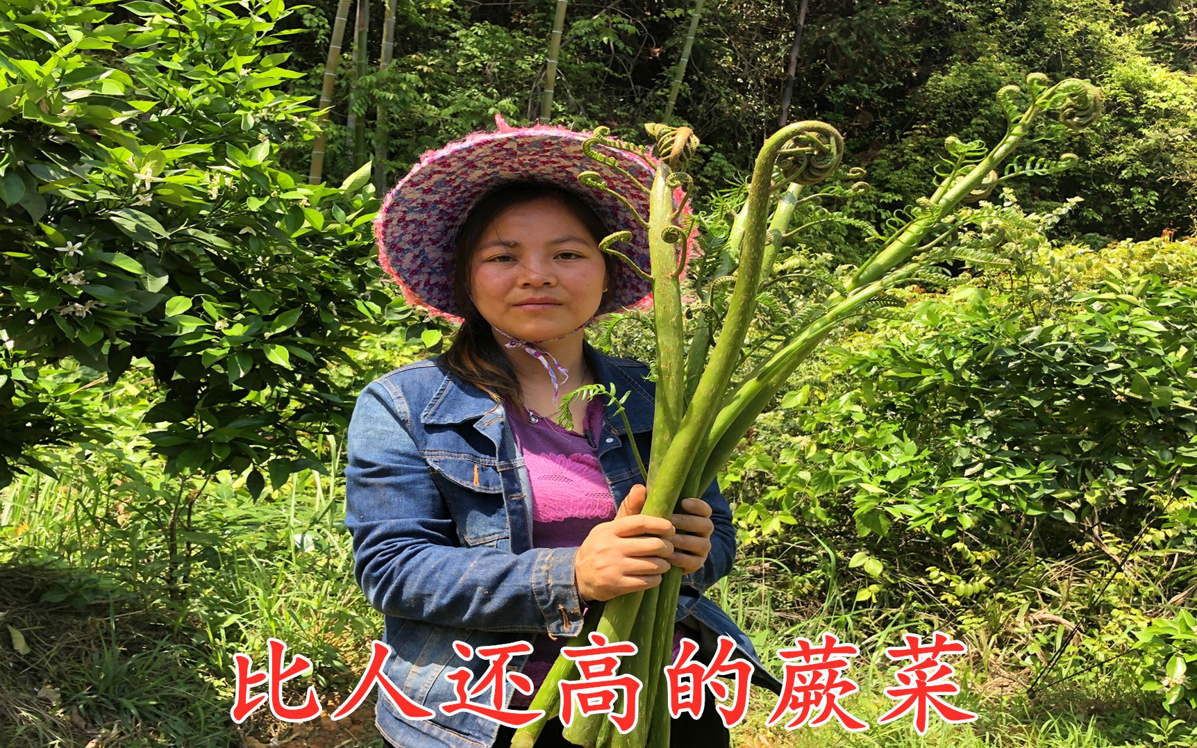 比人还高的野蕨菜你见过吗?根茎都有拳头那么大,就是不知道能不能吃哔哩哔哩bilibili