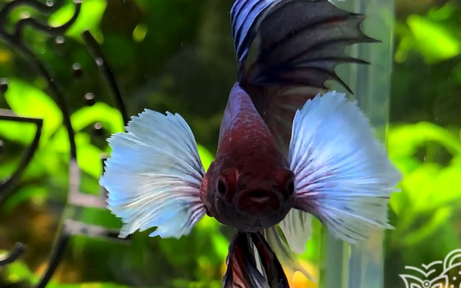 大耳小可爱人见人爱  【泰国斗鱼】【半月斗鱼】