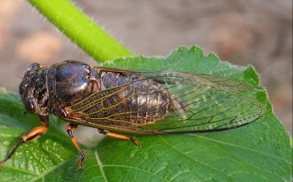 大型成长纪录片"蝉是怎样成熟的"(密恐慎入)