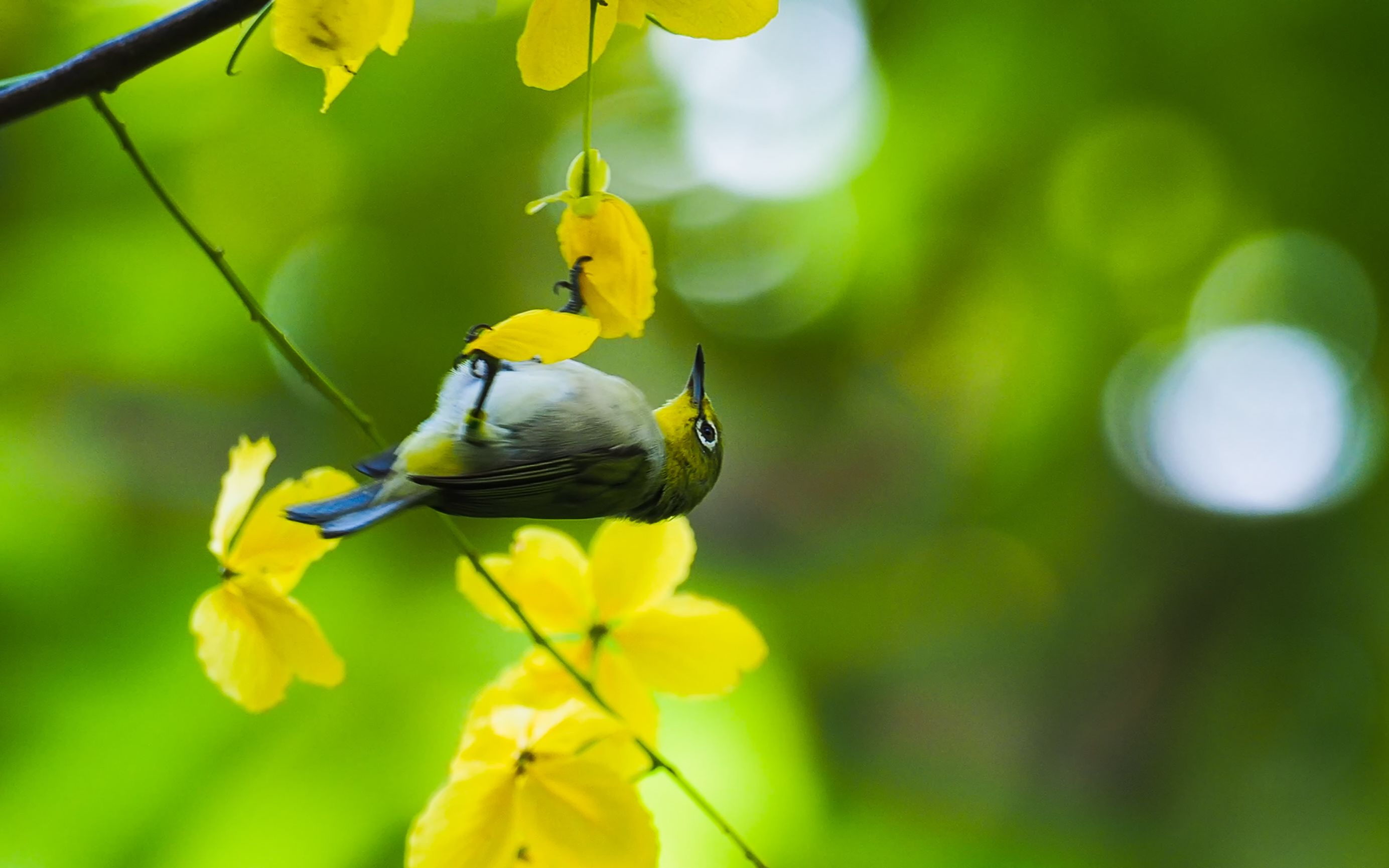 暗绿绣眼鸟有多么的轻盈,小小花瓣都可以承受它的重量