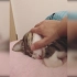 【suzume】搓猫头叫醒睡美人，看着它伸懒腰舔脚脚，睡眼朦胧