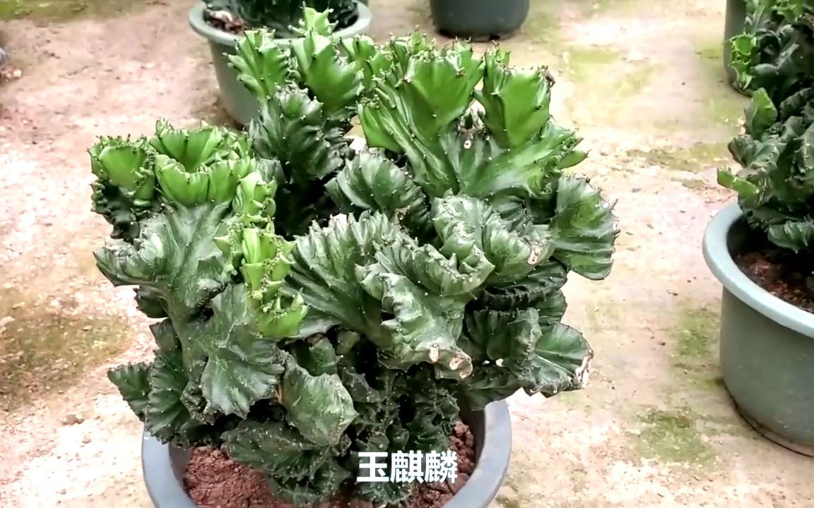 带您欣赏玉麒麟