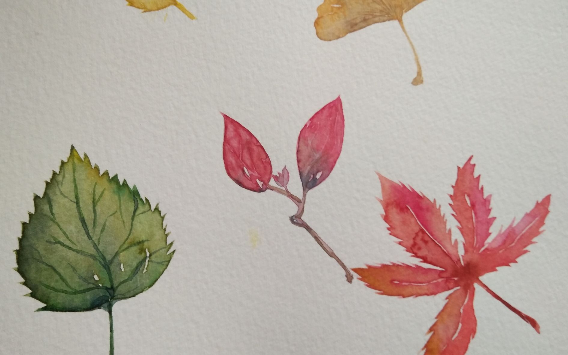 【水彩新手】树叶的画法